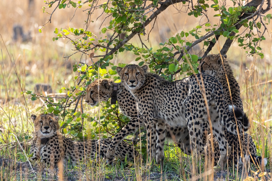 Cheetah family in shade